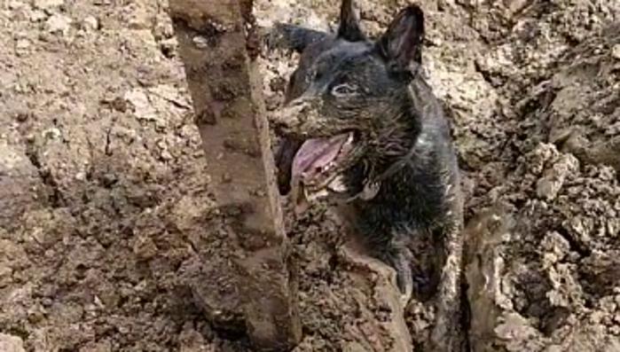 Anjing-K-9-bernama-Walet-viral-karena-cari-korban-longsor-gempa-cianjur.jpg