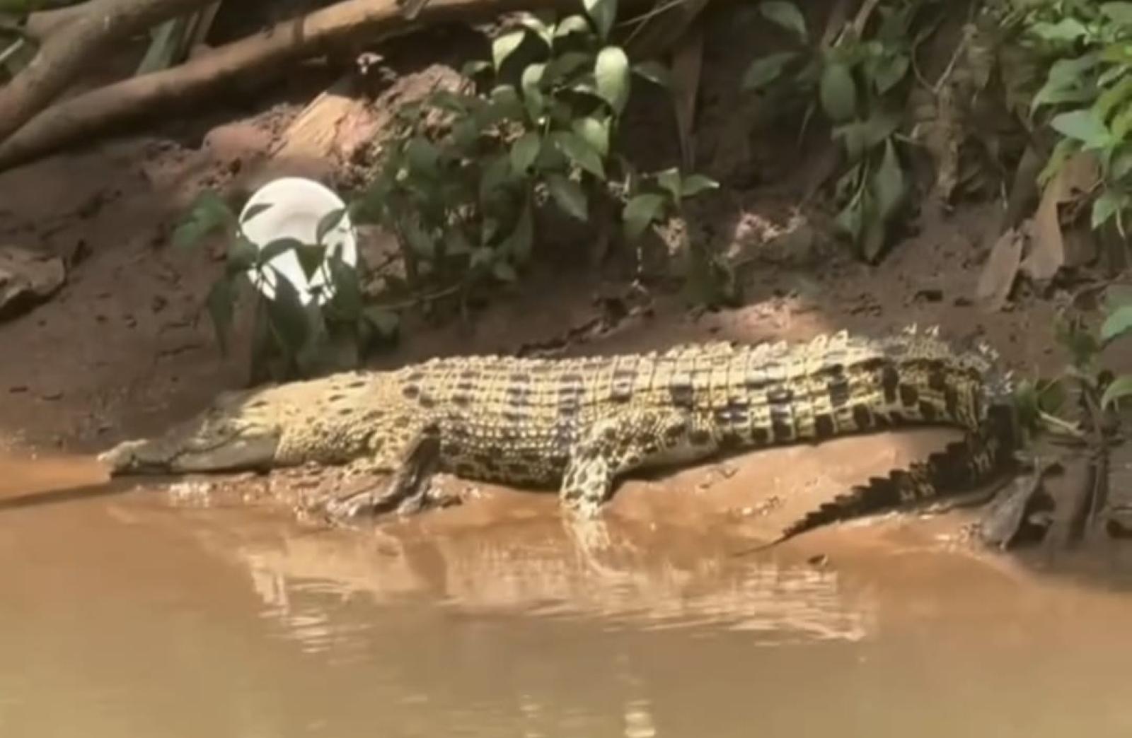 Buaya Muara Berkeliaran di Sungai Dekat SMAN 5 Depok