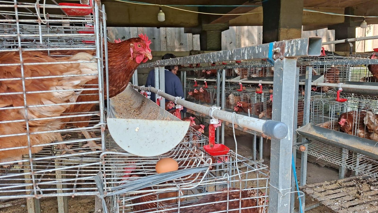 BUDIDAYA-AYAM-PETELUR-Budidaya-ayam-petelur-Agro-Jurno-di-wilayah-Sukmajaya-Depok.jpg