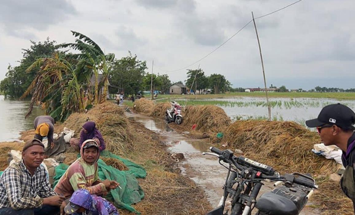 Bulog-beli-gabah-petani-karawang.jpg