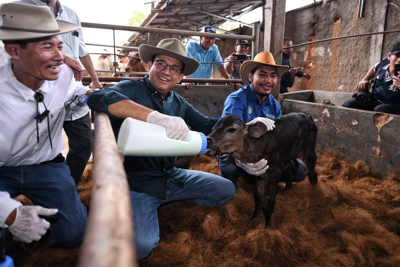 Bertemu Peternak Sapi di Lampung Tengah, Anies Berjanji Rekrut Eks Pegawai KPK Berantas Mafia Daging