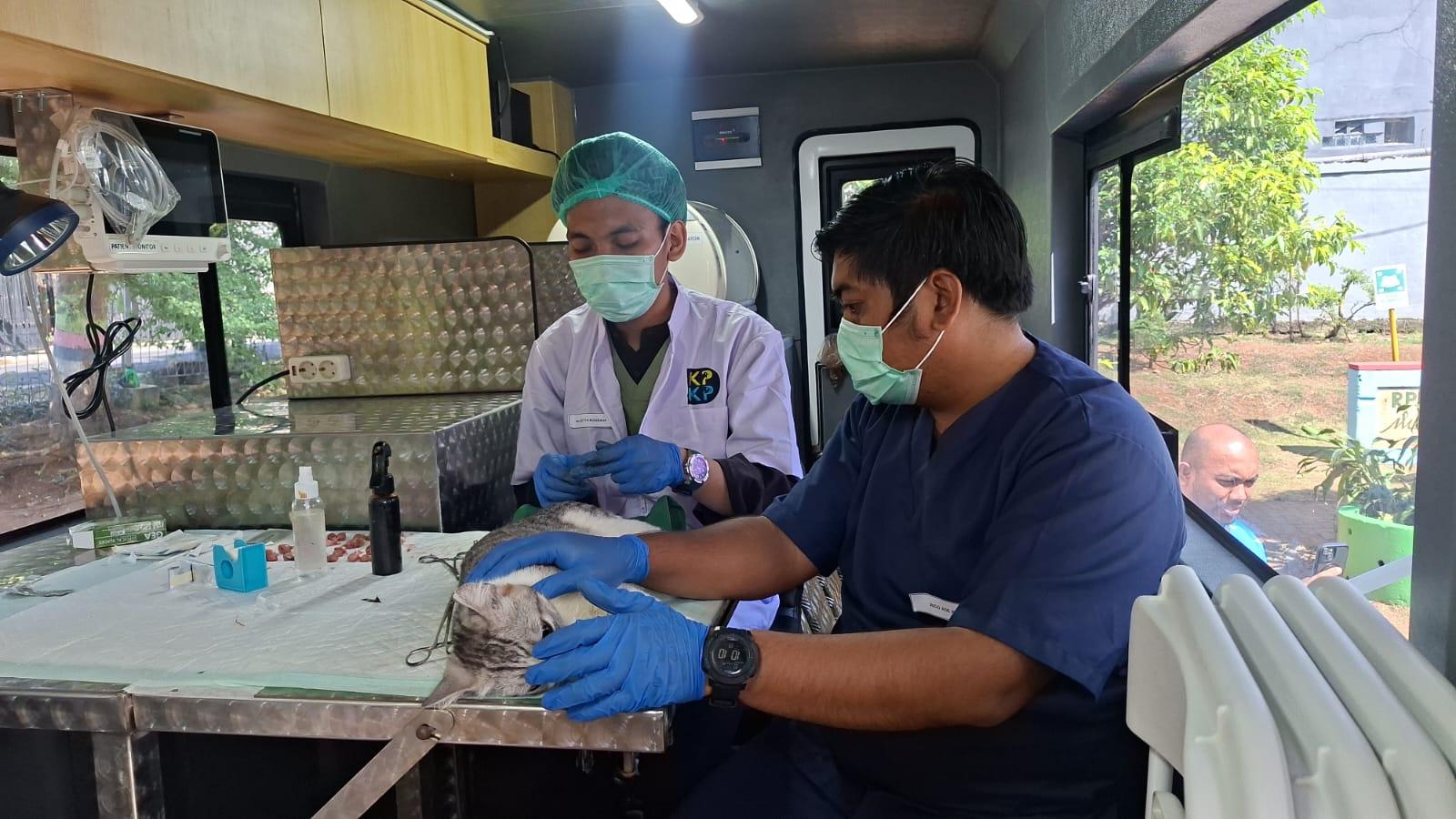 Jakarta Darurat Kucing Liar, Capai 300 Ribu Ekor, Pemprov Pilih Cara Humanis - Wartakotalive.com