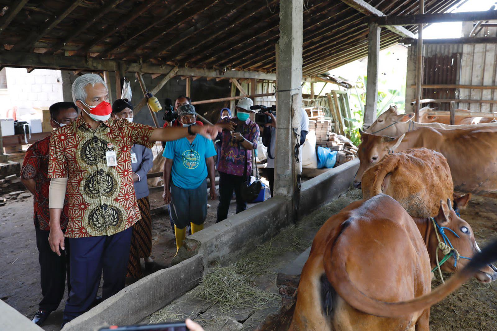Sambangi Peternak Sapi di Sukoharjo, Ganjar Sebut Jogo Ternak dan Bolo Ternak Cegah PMK