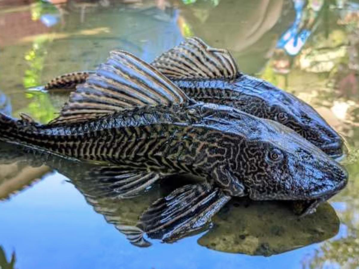 Pembasmian Ikan Sapu-sapu akan Dilakukan di Aliran Kali Bekasi, Ini Waktu Pelaksanaannya