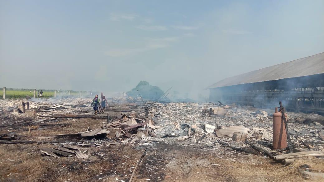 Kebakaran di Peternakan Ayam Kabupaten Bekasi, 4.000 Anak Ayam Mati Terbakar