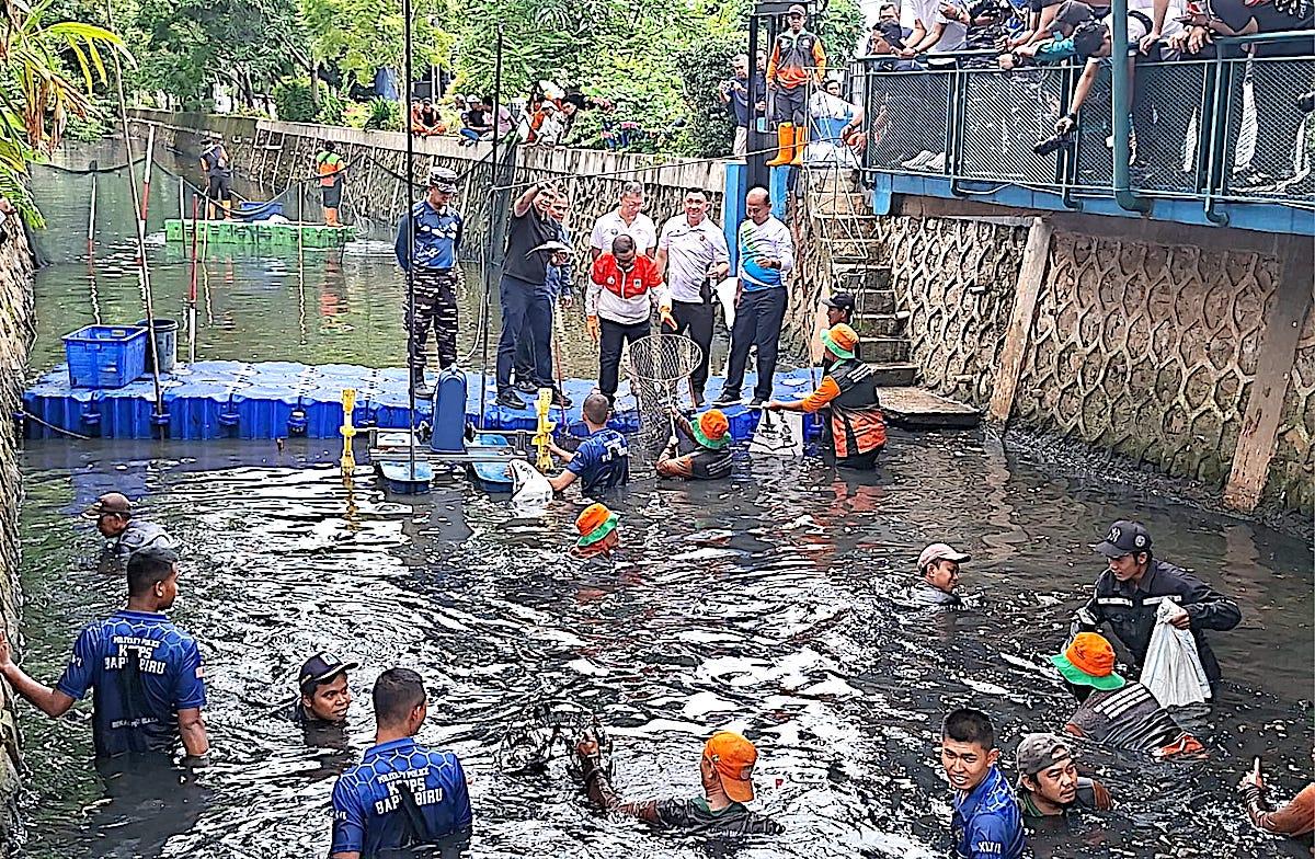 Pramono-bersihkan-ikan-sapu-sapu-di-Kelapa-Gading.jpg