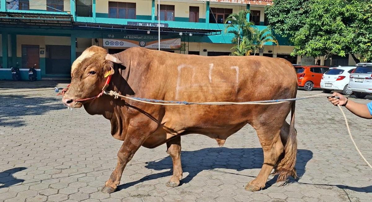 Sapi-Kurban-Bantuan-Presiden-hs.jpg
