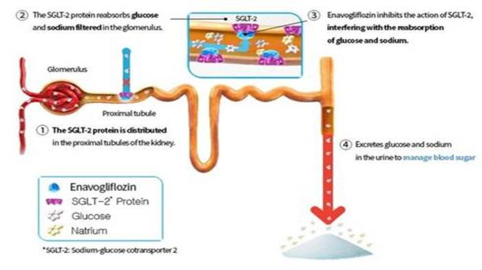 Terapi-diabetes-terbaru-Daewoong-enavogliflozin.jpg