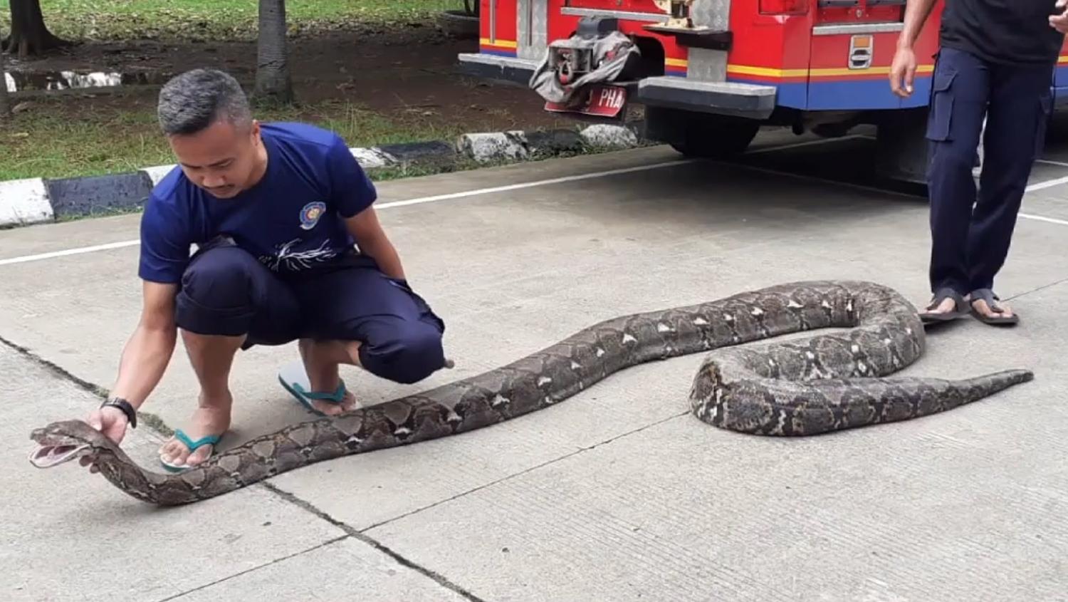 Begini Tips Agar Rumah Tak Didatangi Ular