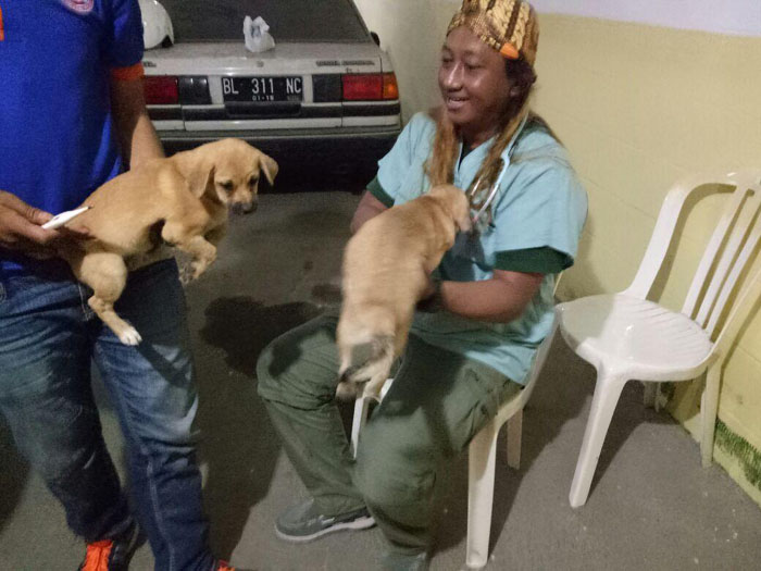 Kesehatan Sembilan Anjing yang Gerogoti Jenazah Majikannya Sudah Diperiksa, Ini Hasilnya