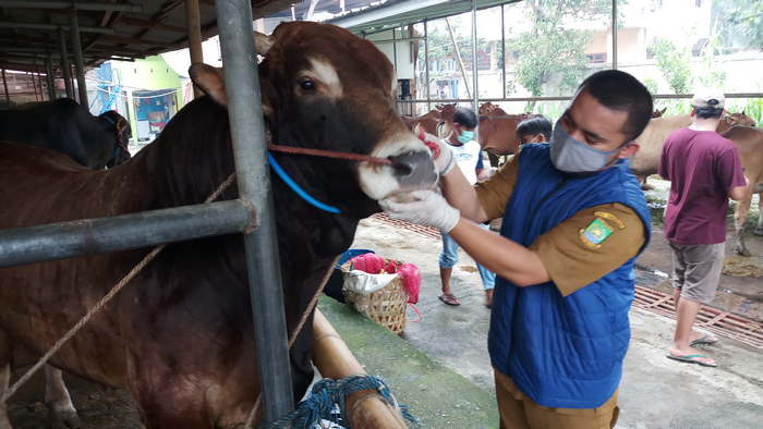 Idul Adha Sudah Dekat, Sudin KPKP Jakarta Pusat Data Tempat Penampungan Hewan Kurban