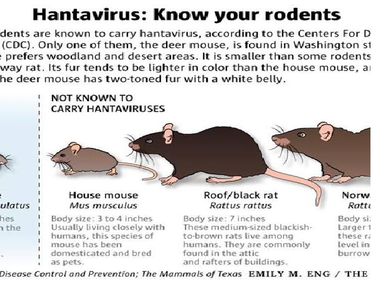 hantavirus-serang-warga-china.jpg
