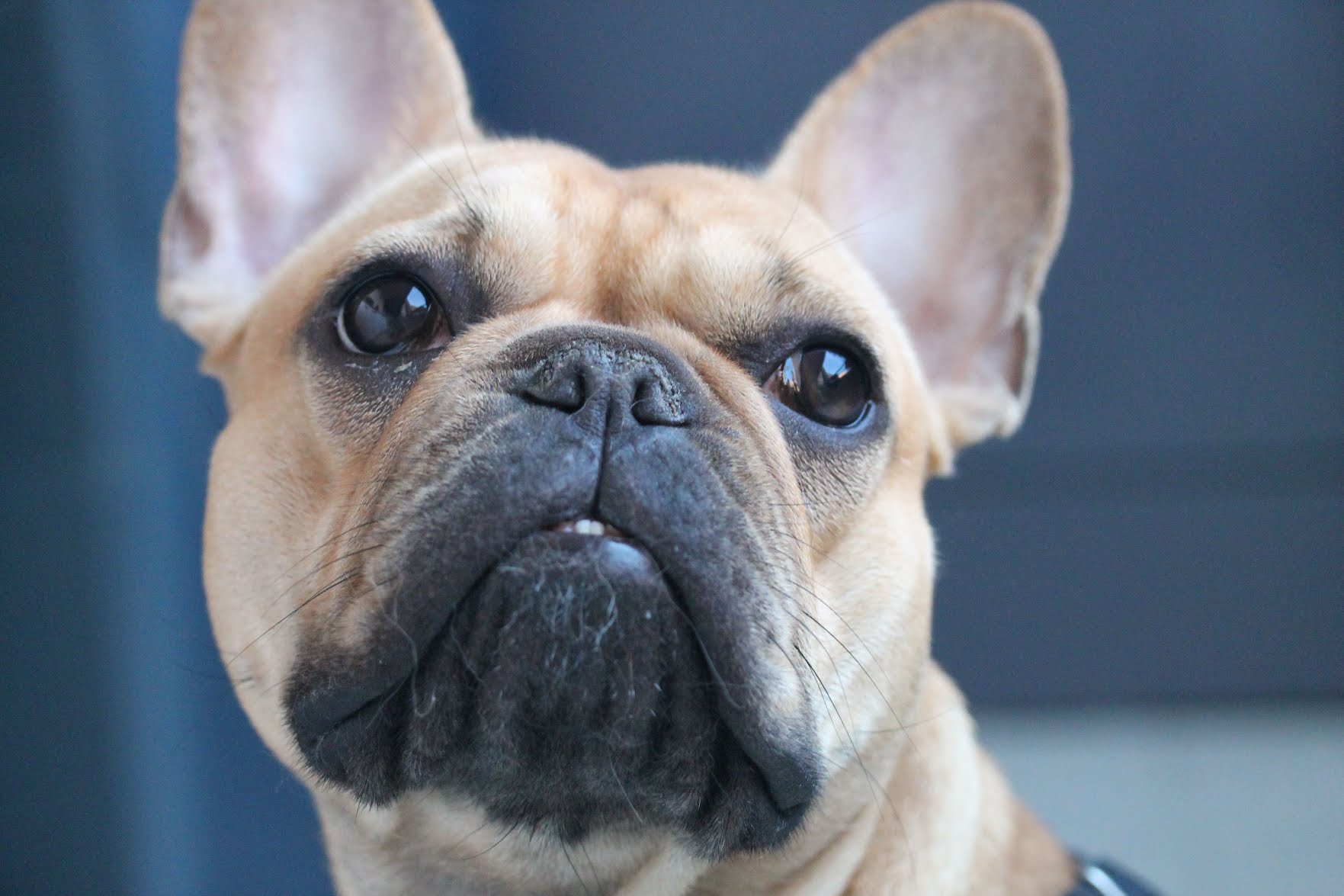 ilustrasi-anjing-bulldog.jpg