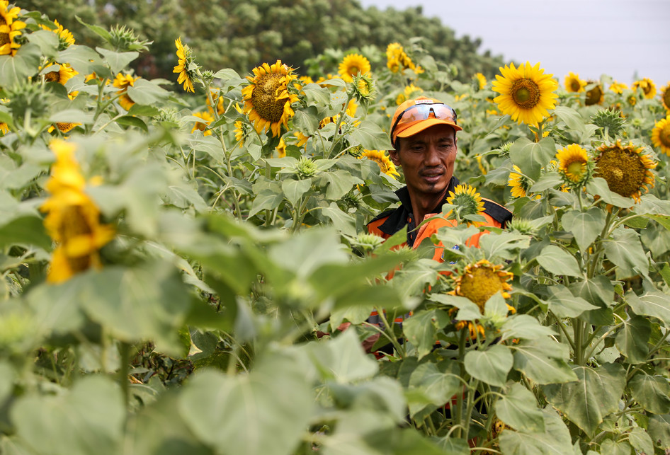 Ini Lima Jenis Minyak yang Sangat Baik untuk Kesehatan Usus Anda yang Menjelang Lansia