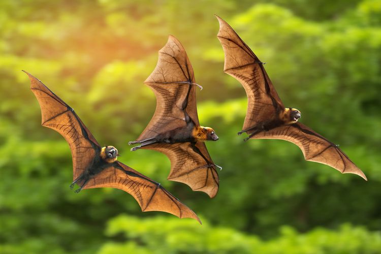 Virus Nipah Berasal dari Inang Kelelawar Buah Menular dan Menyebabkan Kematian, Begini Penjelasannya