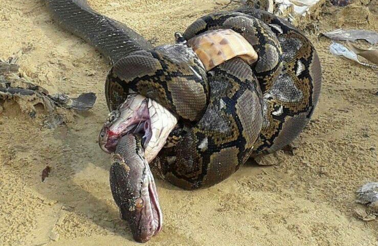 Pornografik semiz qizlarning fotosuratlari