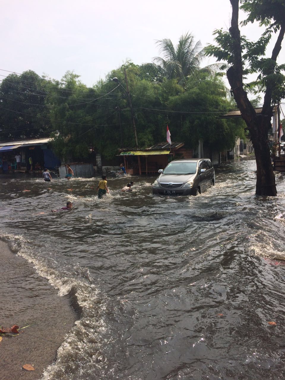 Mahasiswa Tewas Tertimpa Pohon