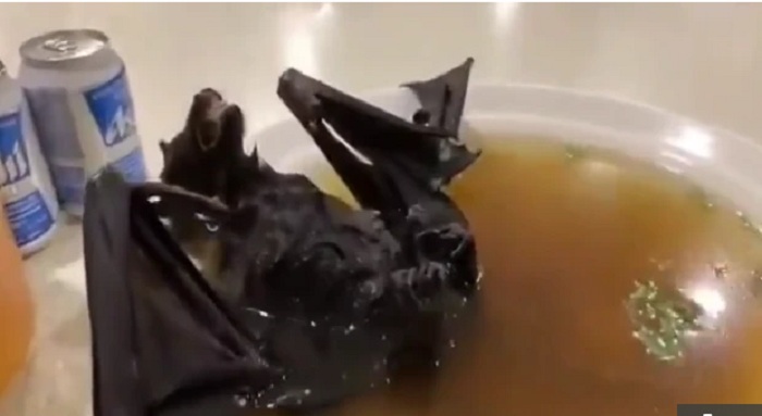 UPDATE Dugaan Ular dan Kelelewar Sebagai Penyebar Virus Corona Terbantahkan, Binatang Ini Sumbernya