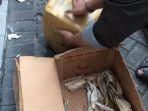 12-kilogram-ganja-disembunyikan-di-dalam-tumpukan-ikan-teri-serta-ikan-asin.jpg