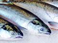 20131208ikan-salmon.jpg