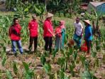 Dadang-Iskandar-Kunjungi-Petani.jpg