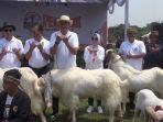 Festival-Ternak-Domba-Kambing.jpg