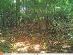 Hewan-langka-macan-tutul-jawa-terekam-kamera-trap-berkeliaran-di-Gunung-Sanggabuana.jpg