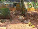 Kapibara-di-Taman-Margasatwa-Ragunan.jpg