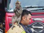 Monyet-kabur-di-Tamansari-serang-warga-dan-dievakuasi-Damkar-DKI-Jakarta.jpg