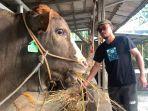 Pedagang-sapi-kurban-Nur-Wahid-30-mengaku-penjualan-tahun-ini-mengalami-penurunan.jpg