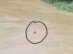 Pelaku-pencurian-sepeda-motor-curanmor-menceburkan-diri-ke-sungai-Kali-Cikeas.jpg