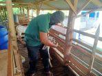 Penyemprotan-antiseptik-yang-dilakukan-di-Balai-Ternak-Baznas.jpg