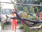 Pohon-Tumbang-di-Cawang-jsa.jpg