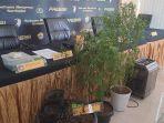 Potret-tanaman-ganja-yang-benihnya-dipasok-oleh-Oge-Arthemus.jpg