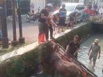 Sapi-ngamuk-di-Matraman.jpg