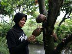 Siti-Atikoh-mengunjungi-kebun-coklat-di-Blitar-Jawa-Timur.jpg