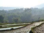 Suasana-persawahan-di-Desa-Drawati-Paseh-Kabupaten-Bandung.jpg