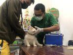 Suasana-proses-caksin-rabies-untuk-klasifikasi-hewan-anjing-kucing-dan-kera.jpg
