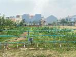 Suasana-urban-farming-Semanan-Sinergi.jpg