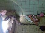 Ular-sanca-sepanjang-1-meter-di-lobang-WC-rumah-warga-di-Palmerah.jpg