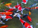 ikan-hias-air-tawar-jenis-koi.jpg