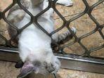 kucing-terjebak-terali-besi-di-Kelapa-Gading.jpg