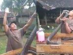 pawang-ular-tewas-digigit-king-kobra-peliharaannya.jpg