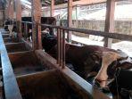 peternakan-sapi-di-jakarta-timur.jpg