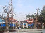 pohon-baobab.jpg