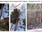 pohon-sengon-listrik-padam.jpg