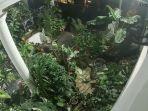 rekaman-cctv-aksi-pencurian-tanaman-hias-jenis-monstera.jpg