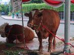 sapi-jokowi-maruf.jpg