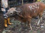 sapi-kurban-siap-dijual.jpg