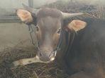 sapi-kurban-soe.jpg